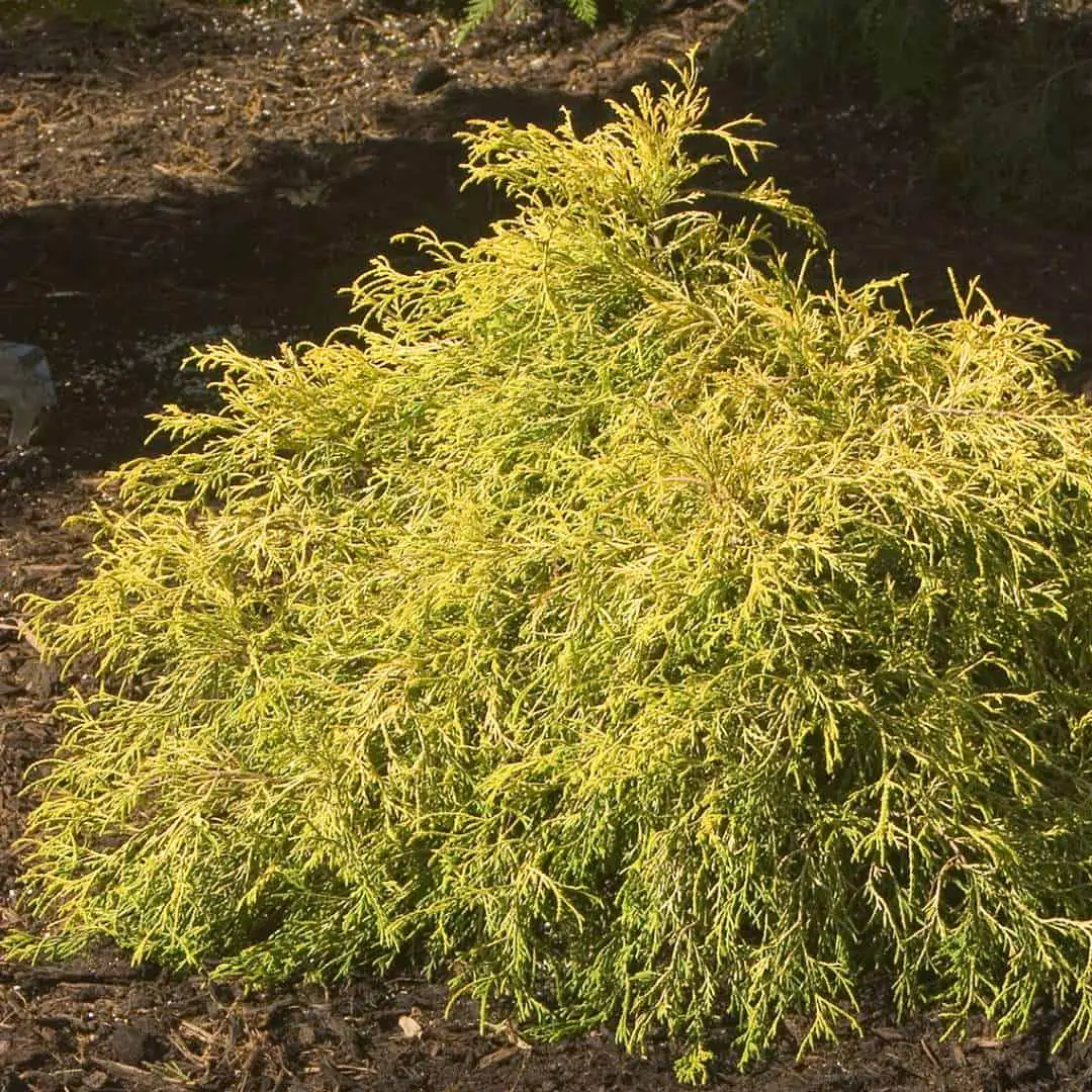 How to Care for Chamaecyparis pisifera ‘Golden Mop’ (Golden Mop Cypress ... Gold Mop Cypress