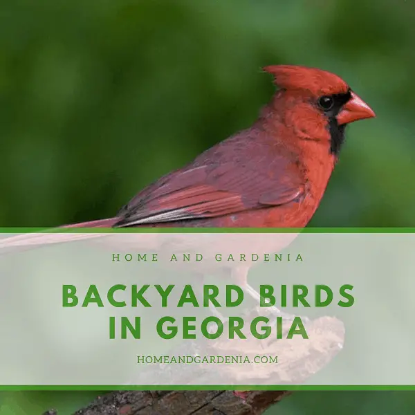 41 BEAUTIFUL BACKYARD BIRDS IN WITH PICTURES