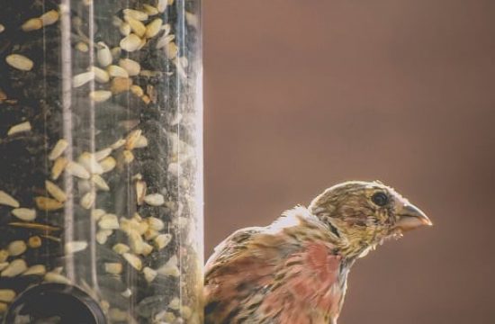 bird feeder (2)
