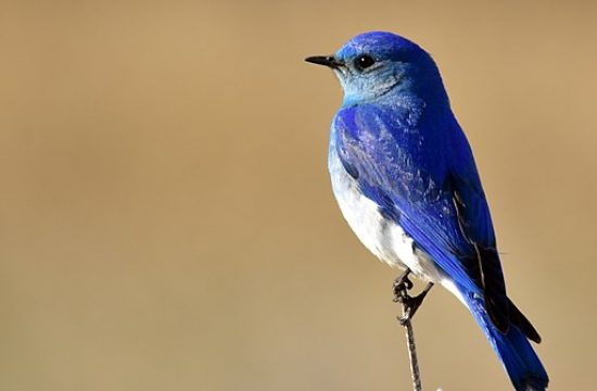 birds of blue color